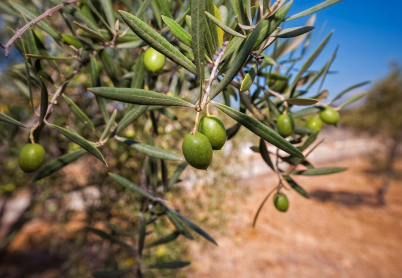 Beautiful villa with fenced private pool and panoramic views. Surrounded by olive trees. Childfriendly. 